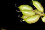 Canadian milkvetch